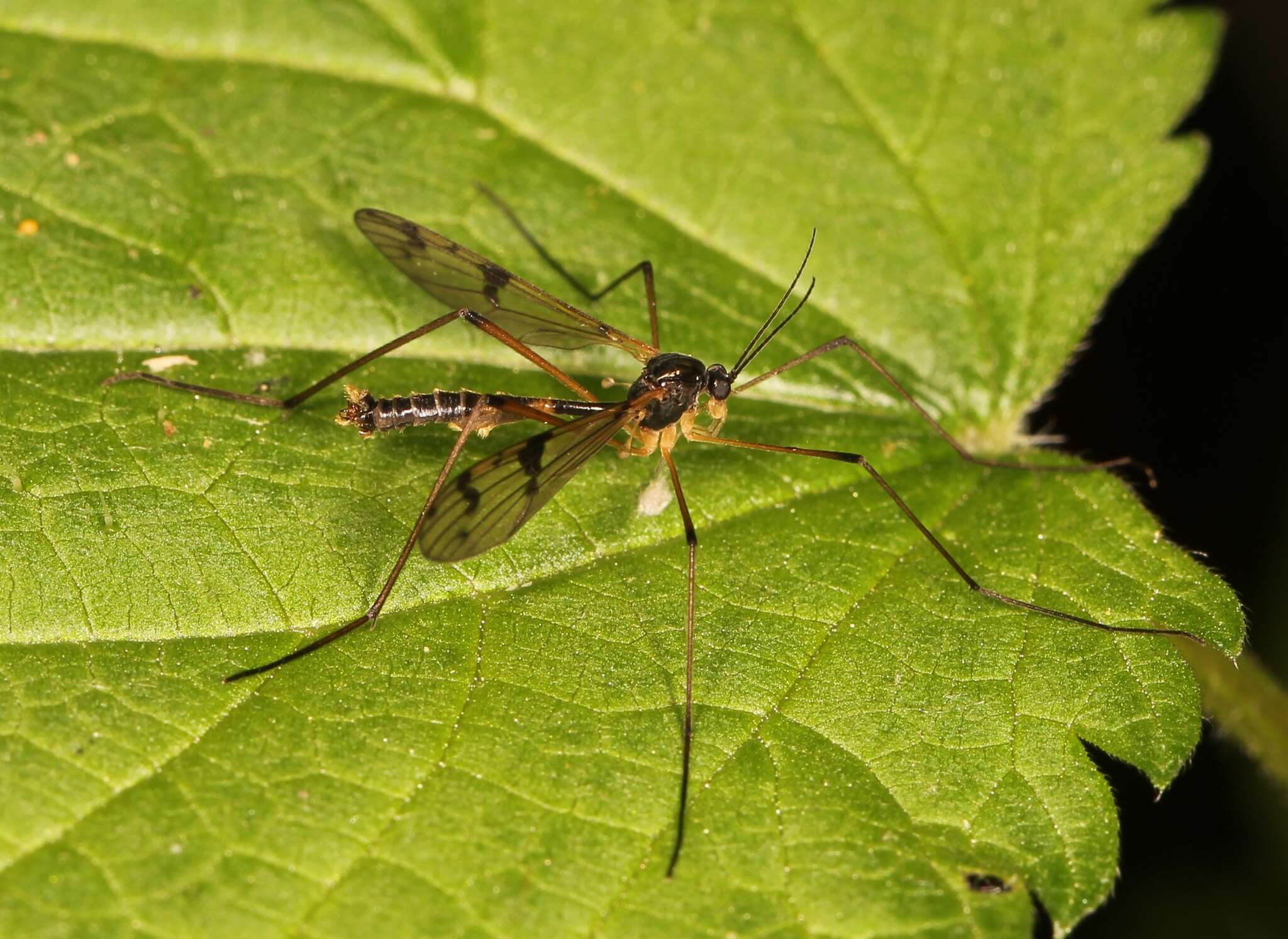 Imagem de Ptychoptera lacustris Meigen 1830