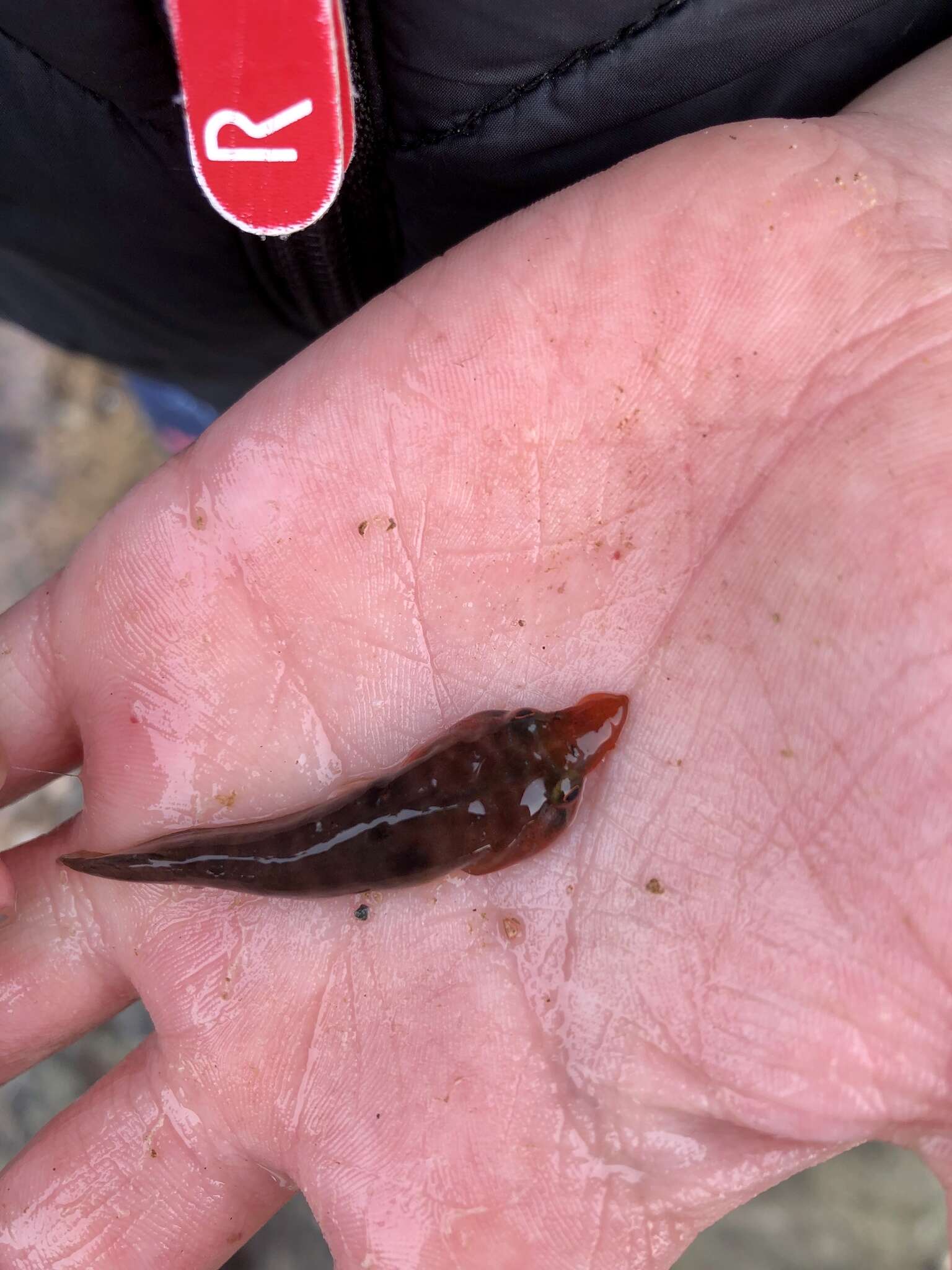 Image of New Zealand urchin clingfish