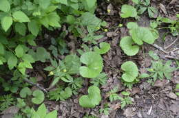 Image de Ranunculus cassubicus L.