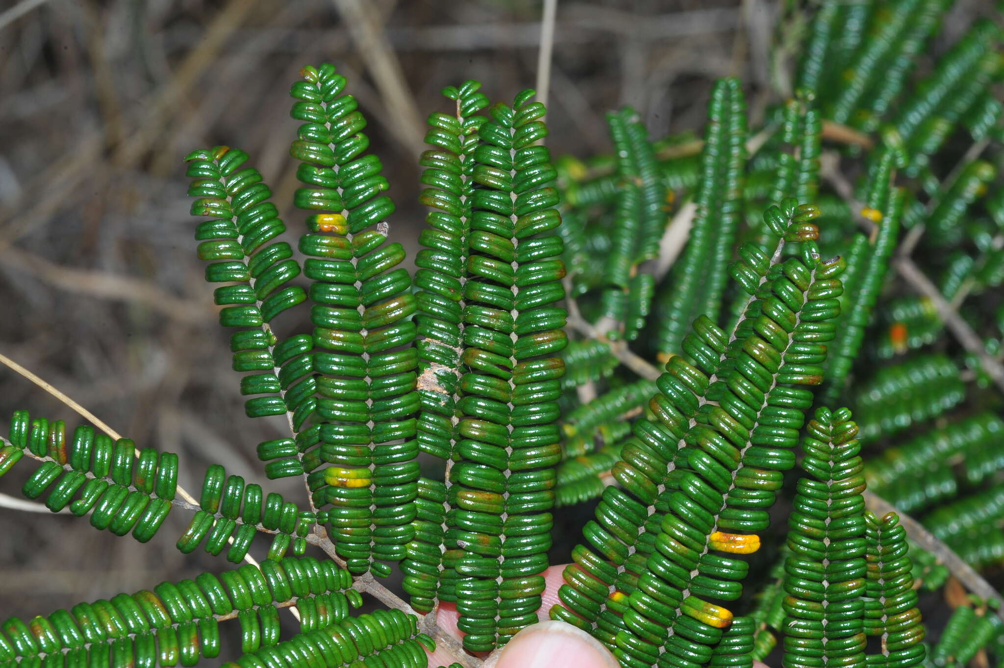 Image of Peltophorum adnatum Griseb.