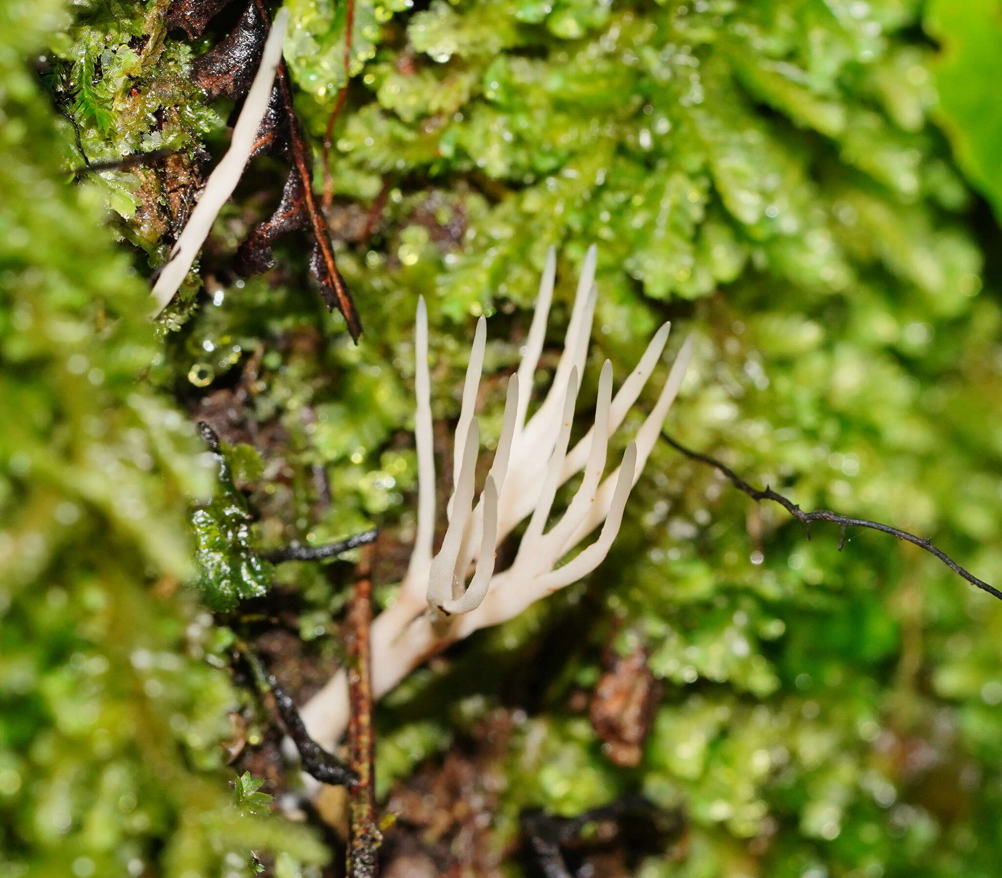 Image of Tremellodendropsis pusio (Berk.) D. A. Crawford 1954