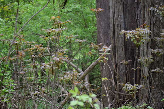 Image of Toona sinensis (A. Juss.) M. Roem.