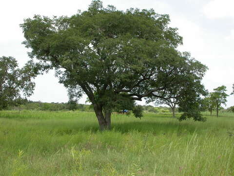 Image of African Locust Bean Tree