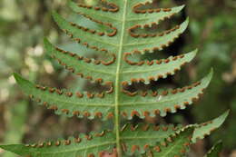 Image of Blotiella lindeniana (Hook.) R. Tryon