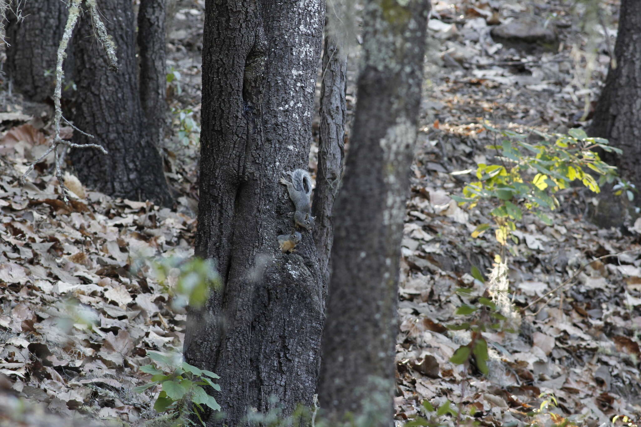 Image of Peters's squirrel