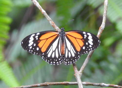 Sivun Danaus (Anosia) melanippus Cramer 1777 kuva