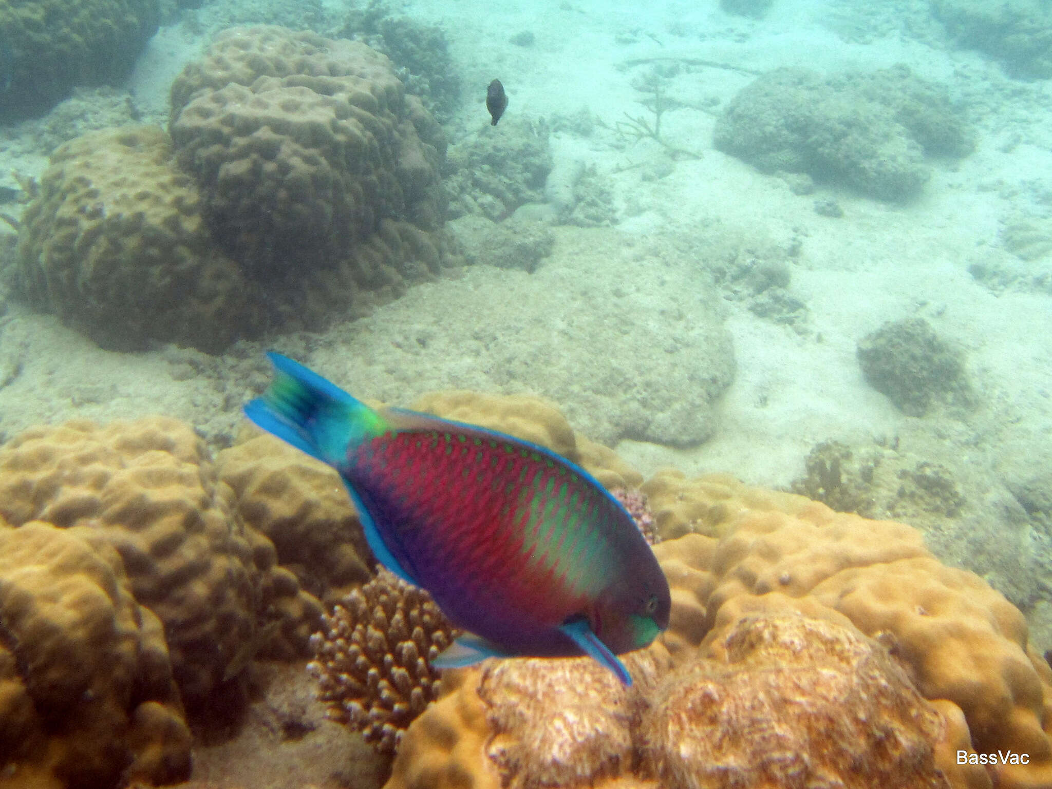 Image of Green-blotched parrotfish