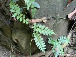 Image of Bolbitis rhizophylla (Kaulf.) Hennipman