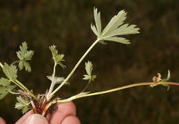 Image of mountainmeadow cinquefoil