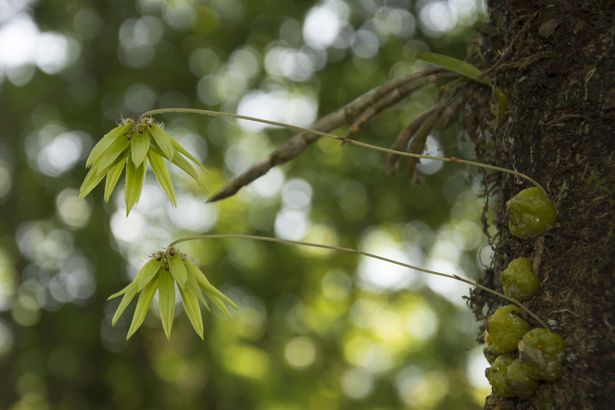 Image of Bulbophyllum fimbriatum (Lindl.) Rchb. fil.