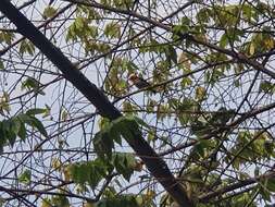 Image of Scarlet-headed Flowerpecker