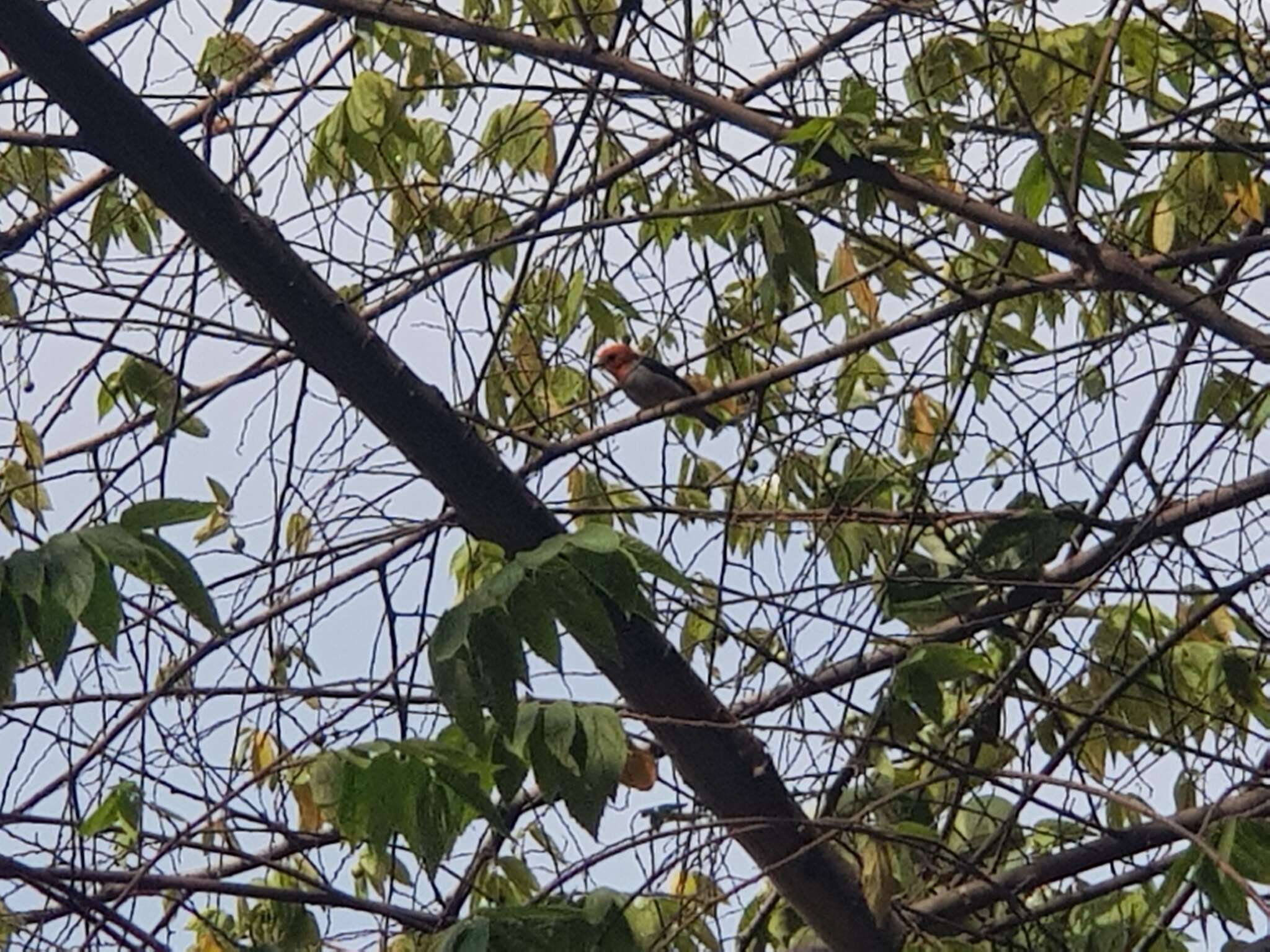 Image of Scarlet-headed Flowerpecker