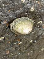 Image of striped false limpet