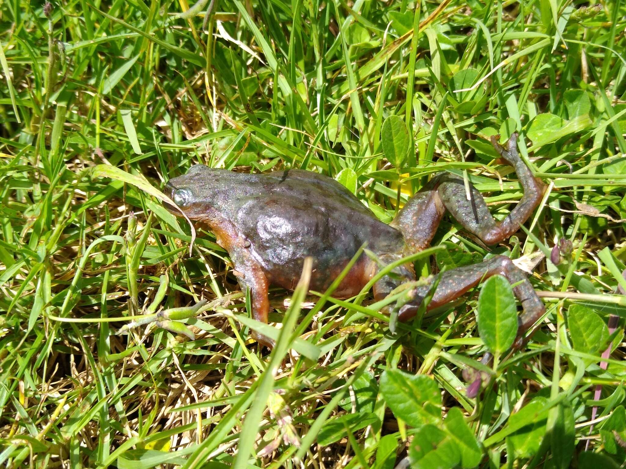 Image of Thorny Spikethumb Frog