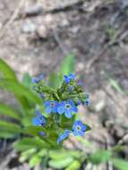 Image de Hackelia velutina (Piper) I. M. Johnst.