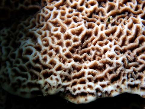 Image of Slender Lettuce Coral