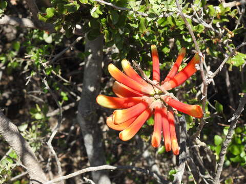 Image de Erythrina acanthocarpa E. Mey.