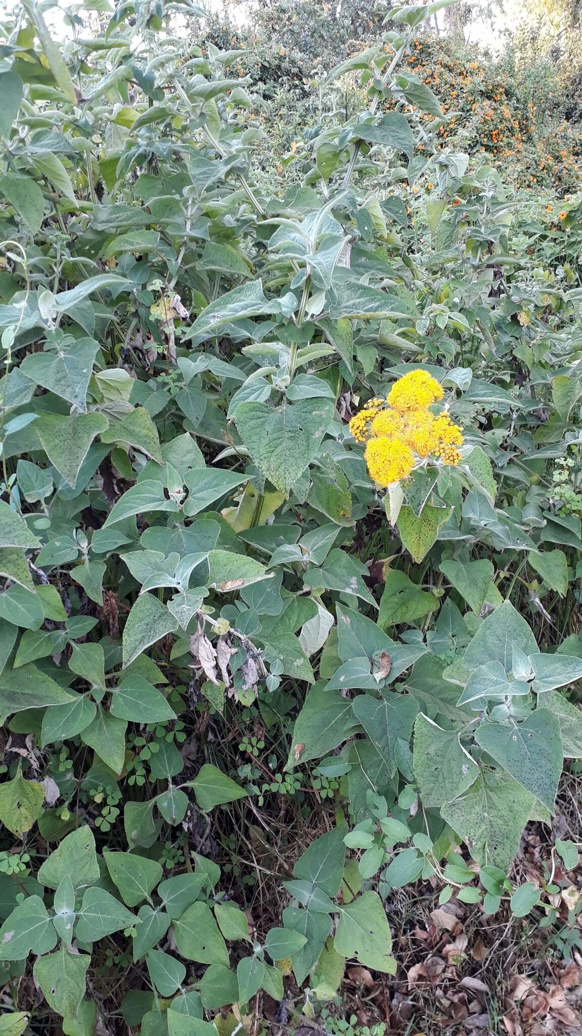 Image of Liabum floribundum Less.