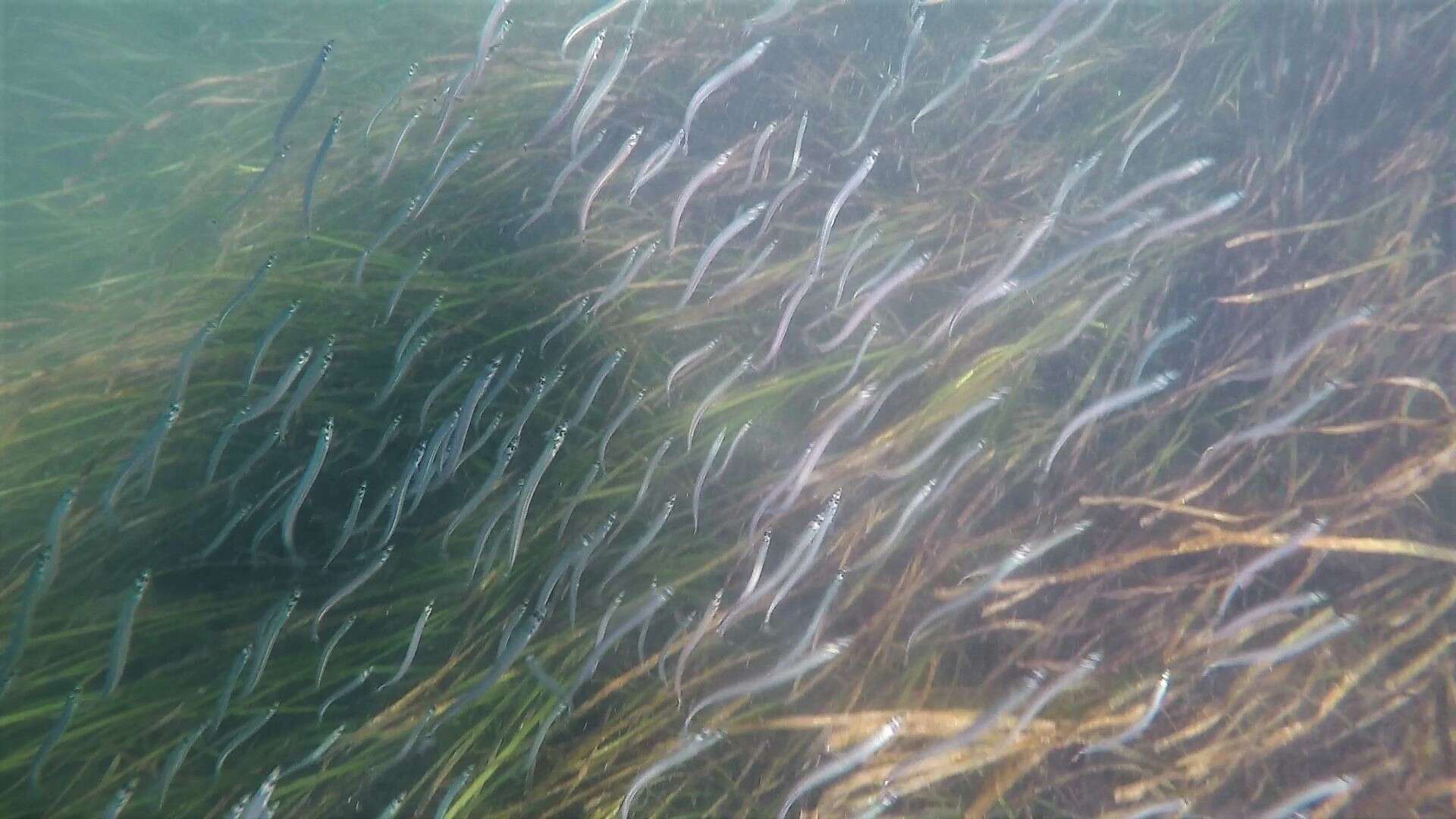 Image of Japanese sand lance