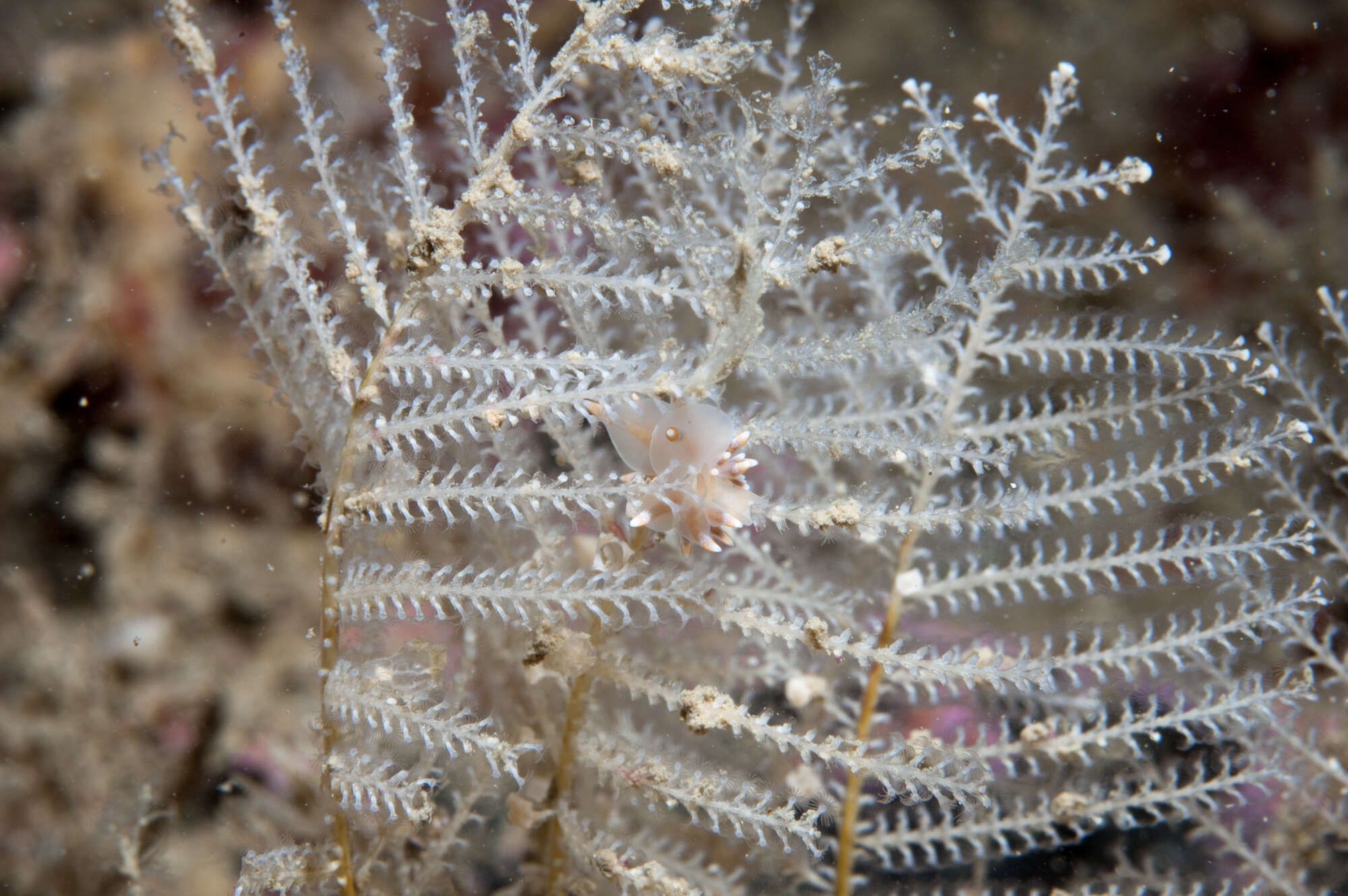 Image de Diphasia margareta (Hassall 1841)