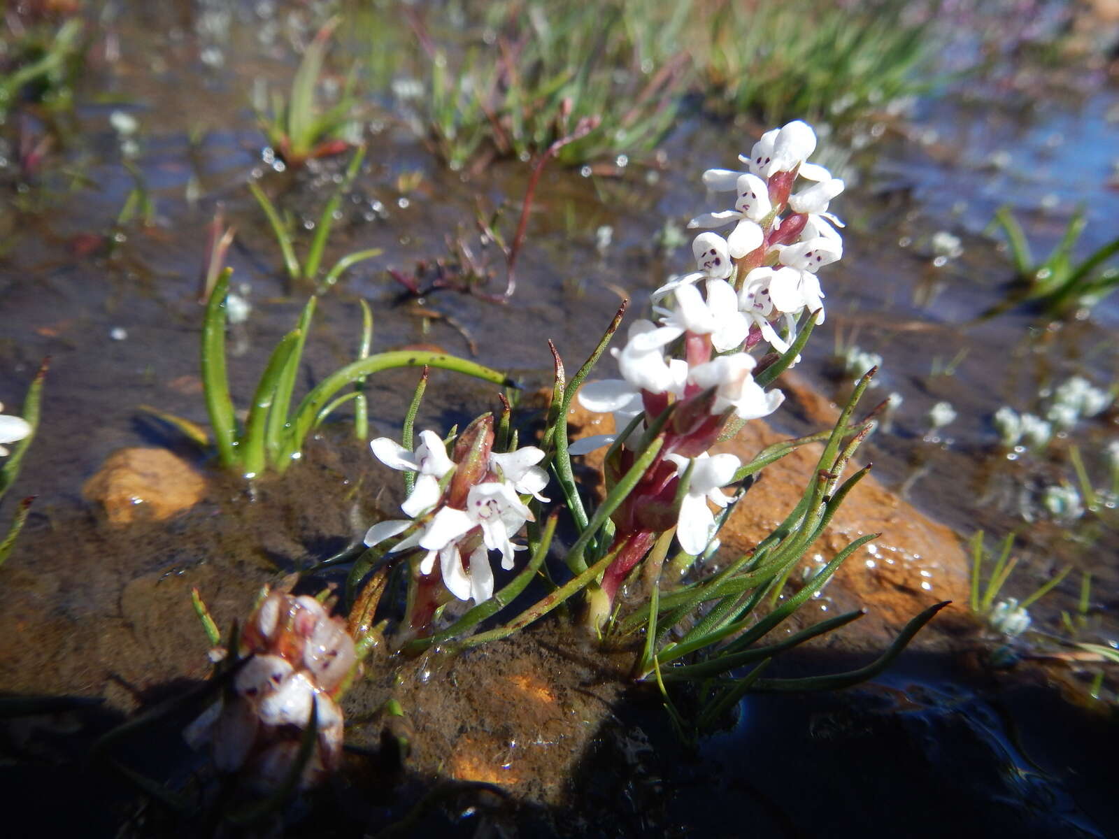 Image of Disa tenella subsp. pusilla H. P. Linder