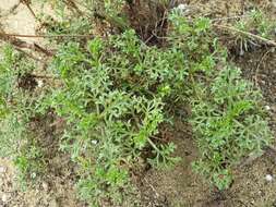 Imagem de Artemisia campestris subsp. maritima (DC.) Arcang.