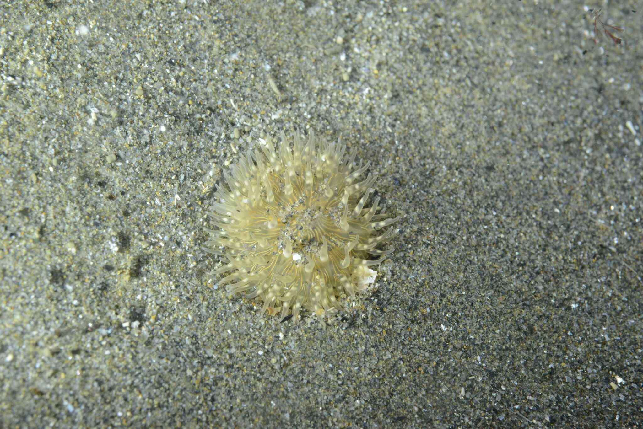 Image of cave-dwelling anemone