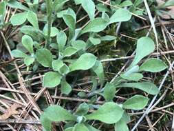 Imagem de Antennaria howellii subsp. petaloidea (Fern.) R. J. Bayer