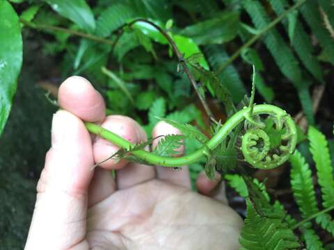 Sivun Pseudocyclosorus esquirolii (C. Chr.) Ching kuva