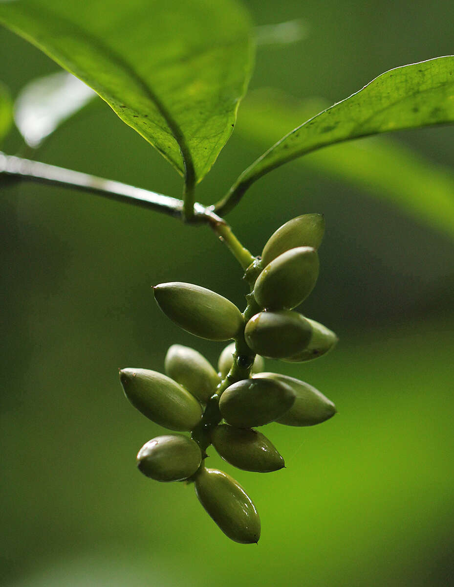 Gnetum africanum Welw. resmi