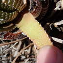 Image of Haworthiopsis attenuata var. attenuata