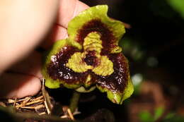 Image of Asarum hypogynum Hayata