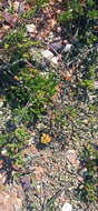 صورة Cephalophyllum diversiphyllum (Haw.) N. E. Br.