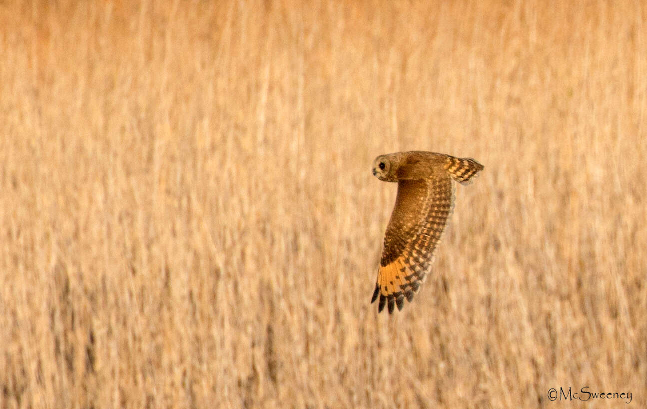 Слика од Asio capensis capensis (Smith & A 1834)