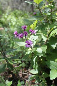 صورة Vernonia greggii A. Gray