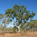 Image of Corymbia grandifolia subsp. lamprocardia L. A. S. Johnson