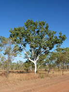 Image of Corymbia grandifolia subsp. lamprocardia L. A. S. Johnson