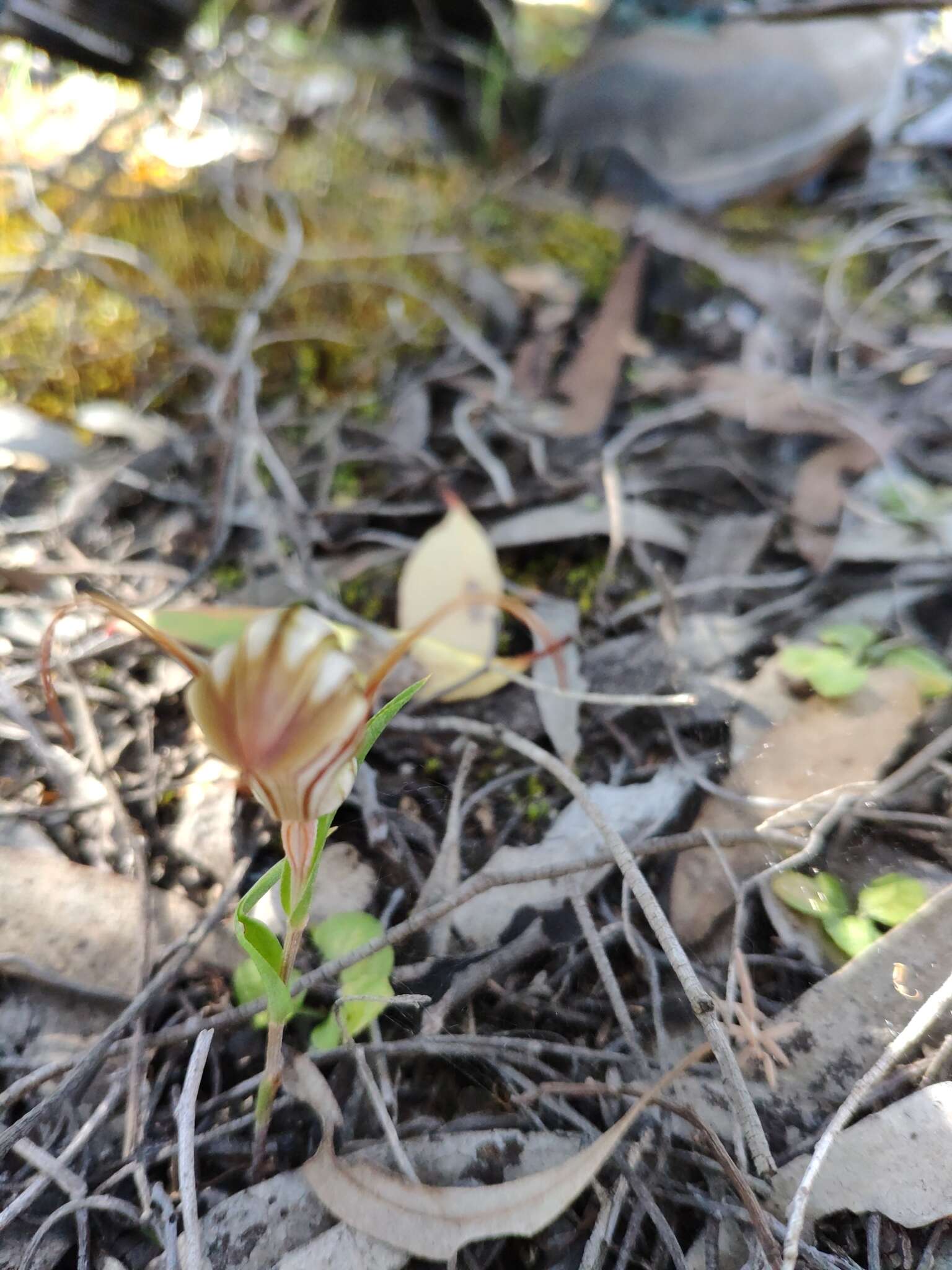 Image of Pterostylis erythroconcha M. A. Clem. & D. L. Jones