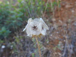 Image of Lomelosia simplex (Desf.) Rafin.