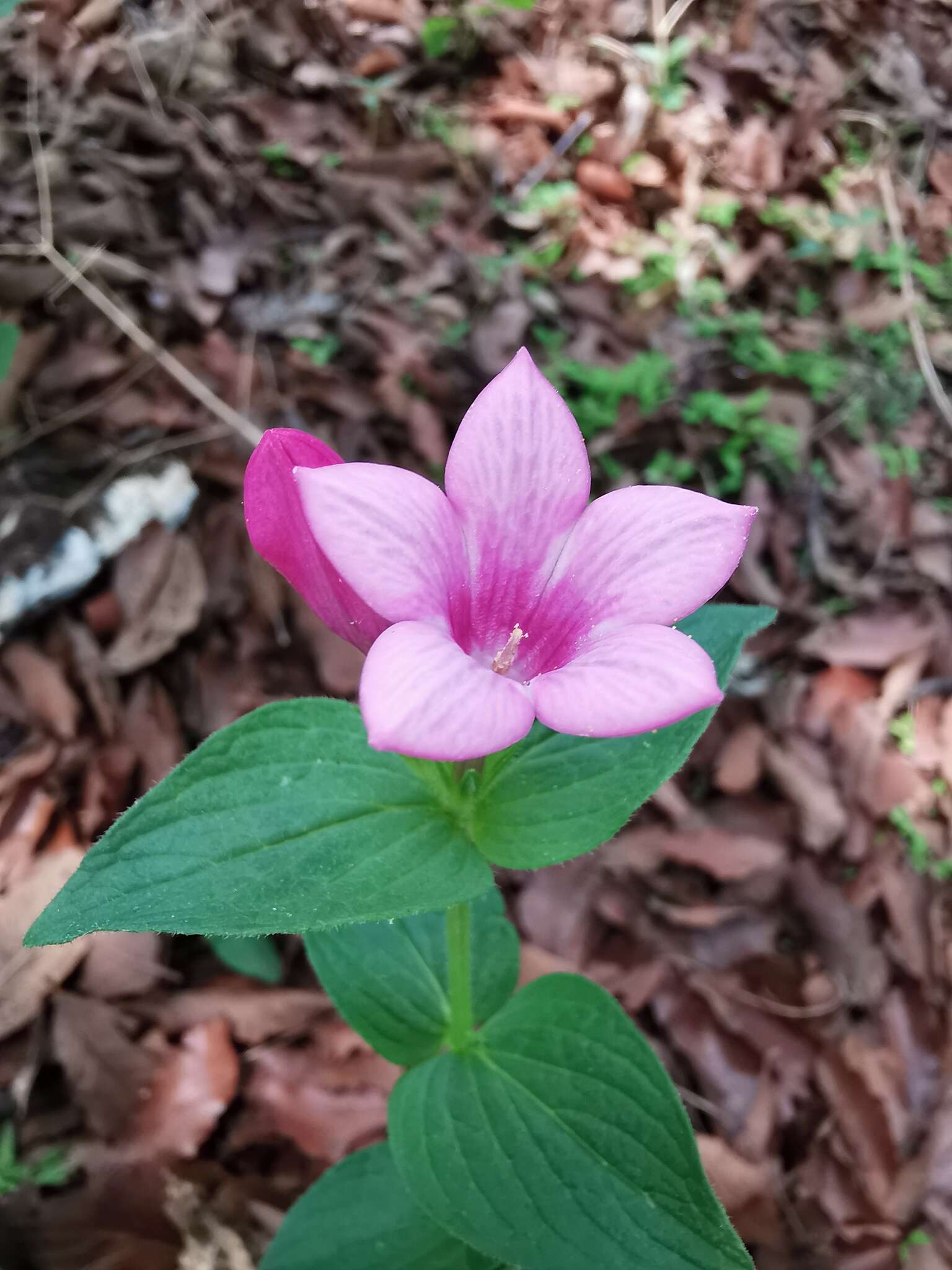 Imagem de Spigelia scabrella Benth.