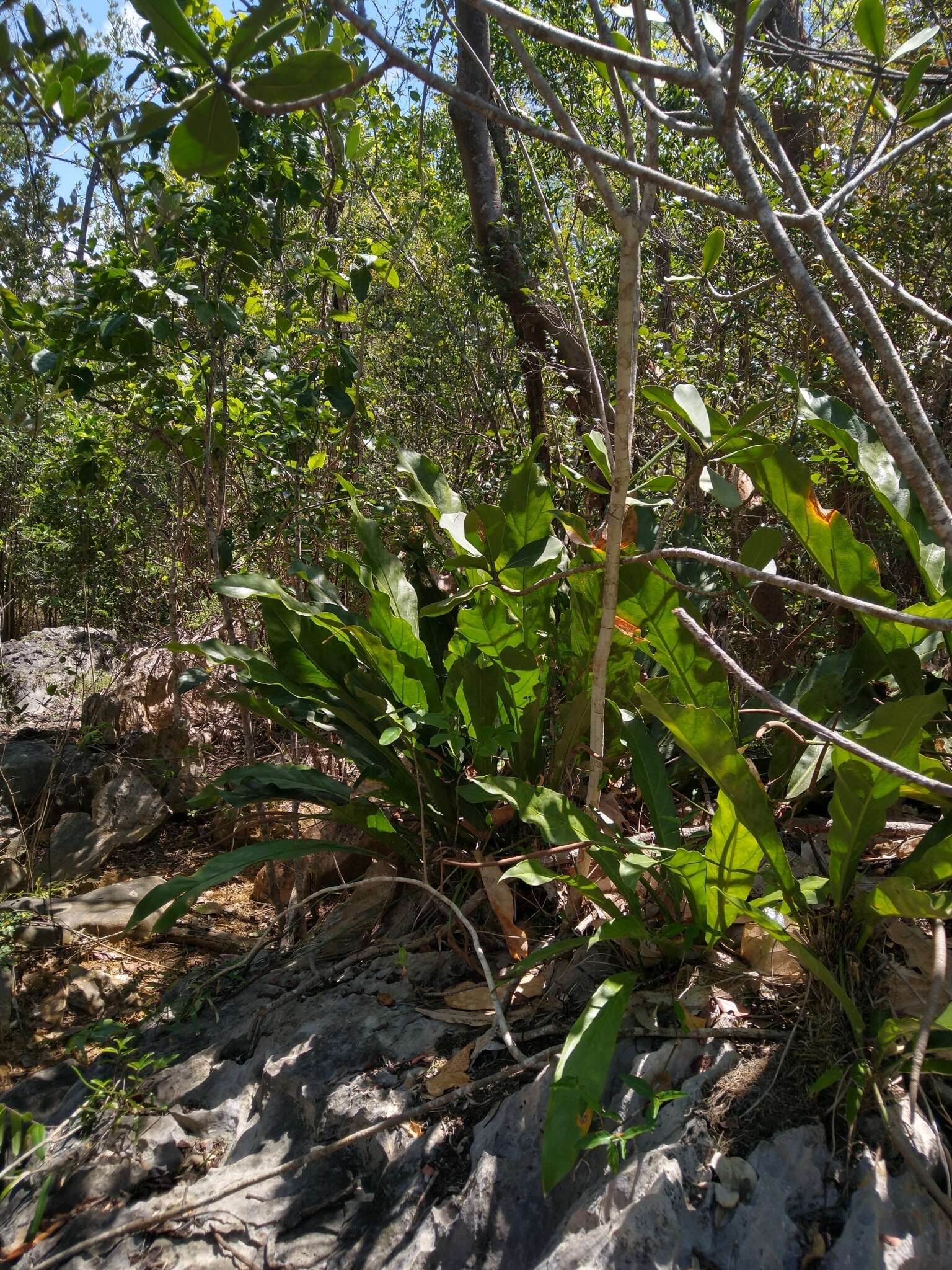 Image of Scalloped Laceleaf