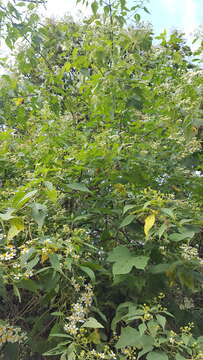 Image of Montanoa leucantha subsp. arborescens (A. P. DC.) V. A. Funk