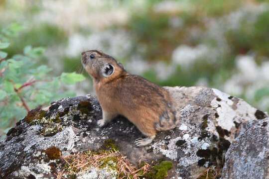 Image of Northern Pika