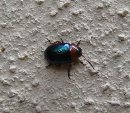 Image of Knotweed Leaf Beetle