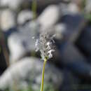 Image of Nepeta podostachys Benth.