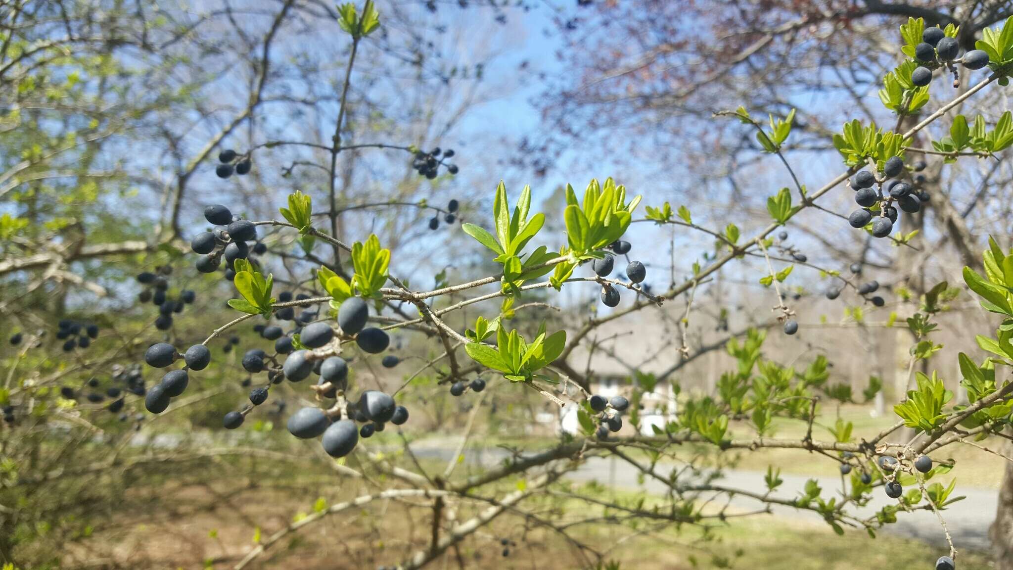 Image of border privet