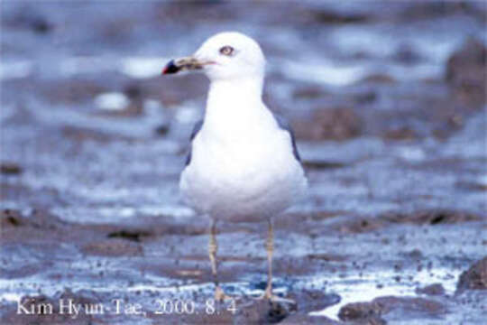 Image of Black-tailed Gull