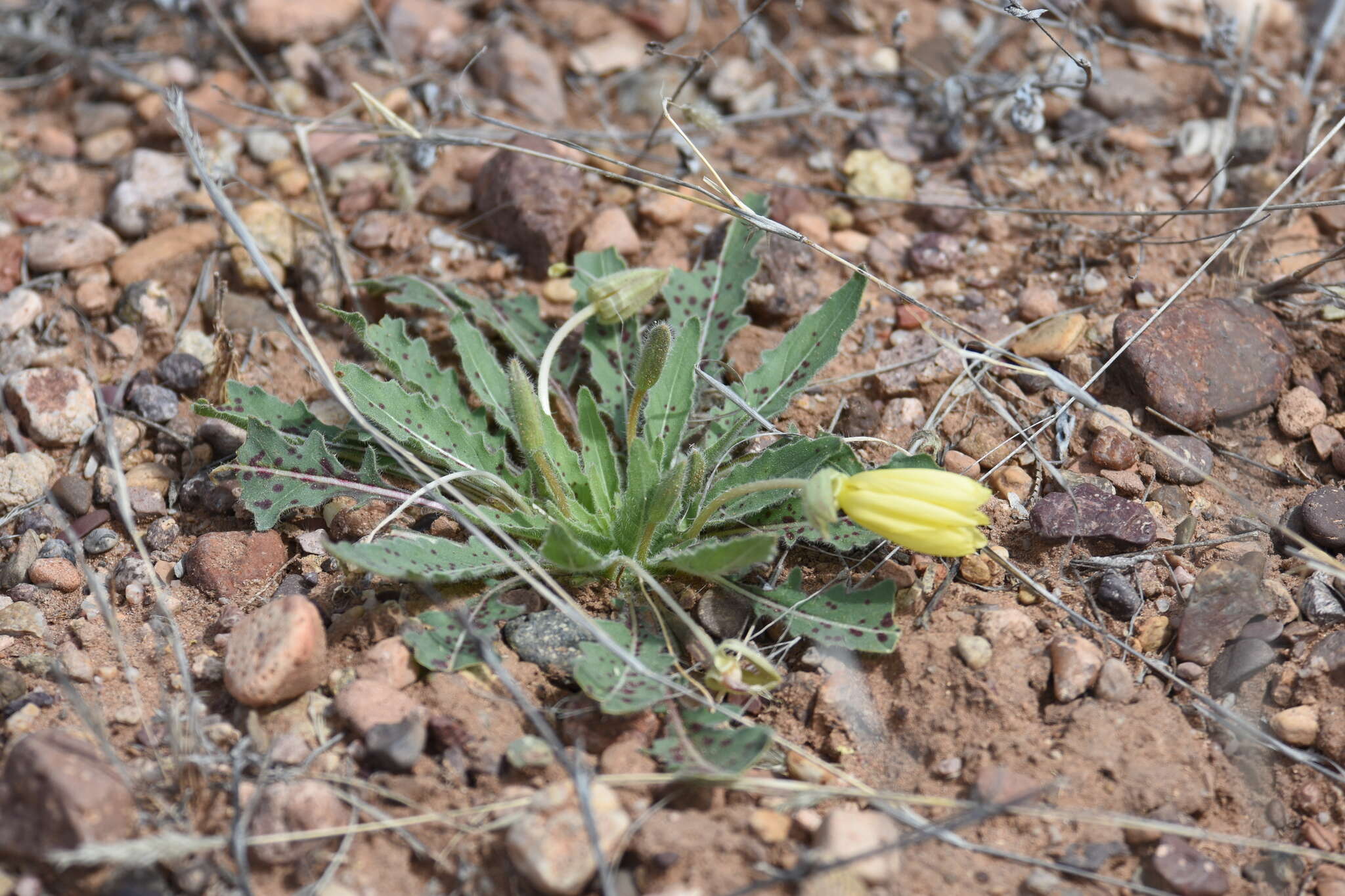 Imagem de Oenothera primiveris subsp. primiveris