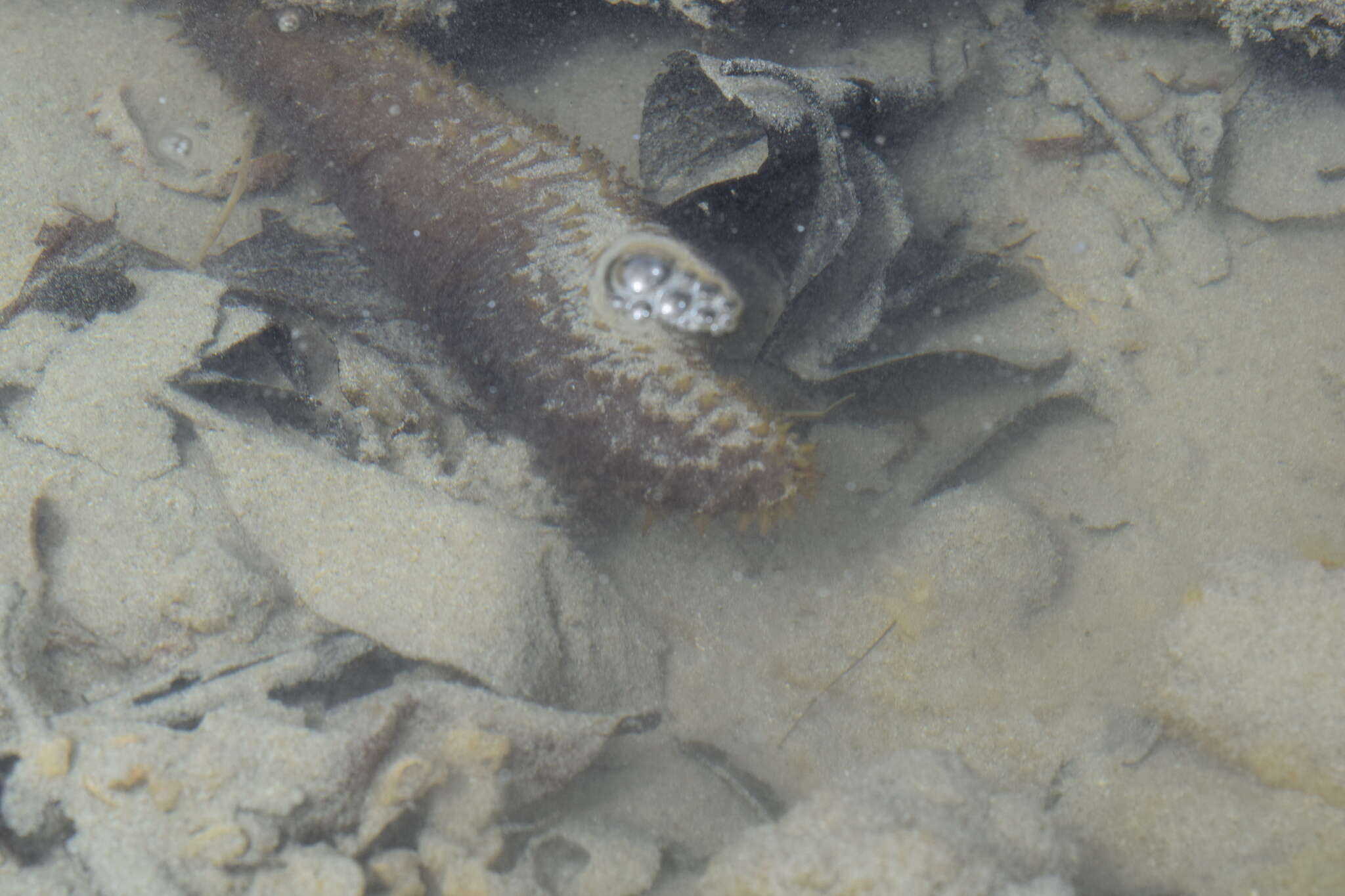 Image of Holothuria subgen. Semperothuria Deichmann 1958