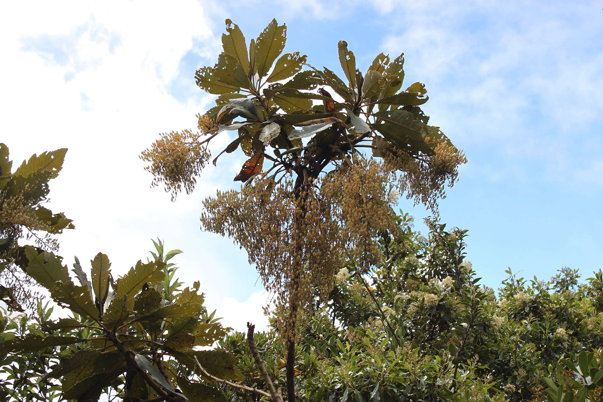 Image of Bocconia integrifolia Kunth